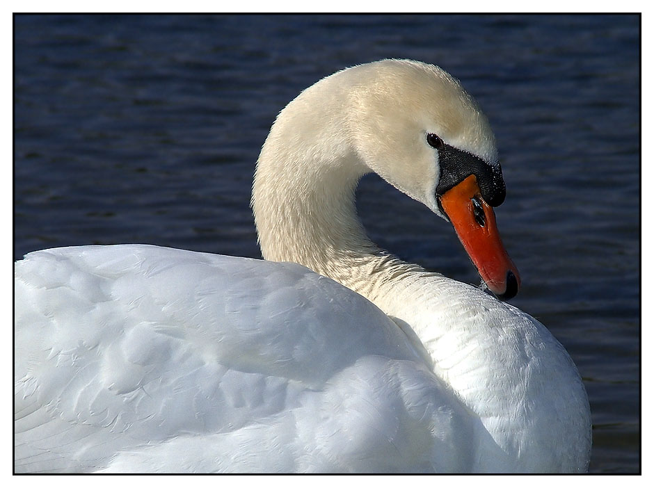 Der Schwan - Neu! Jetzt mit ohne Ente!