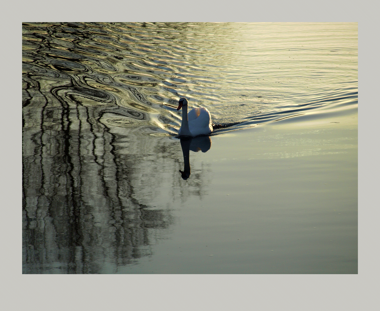 Der Schwan Nr. 2