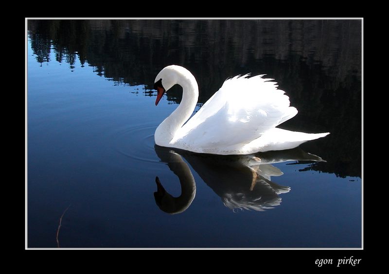 der Schwan, - oder die Spiegelung ..