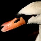 Der Schwan - Portait