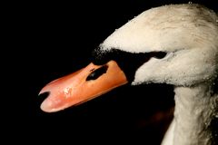 Der Schwan - Portait