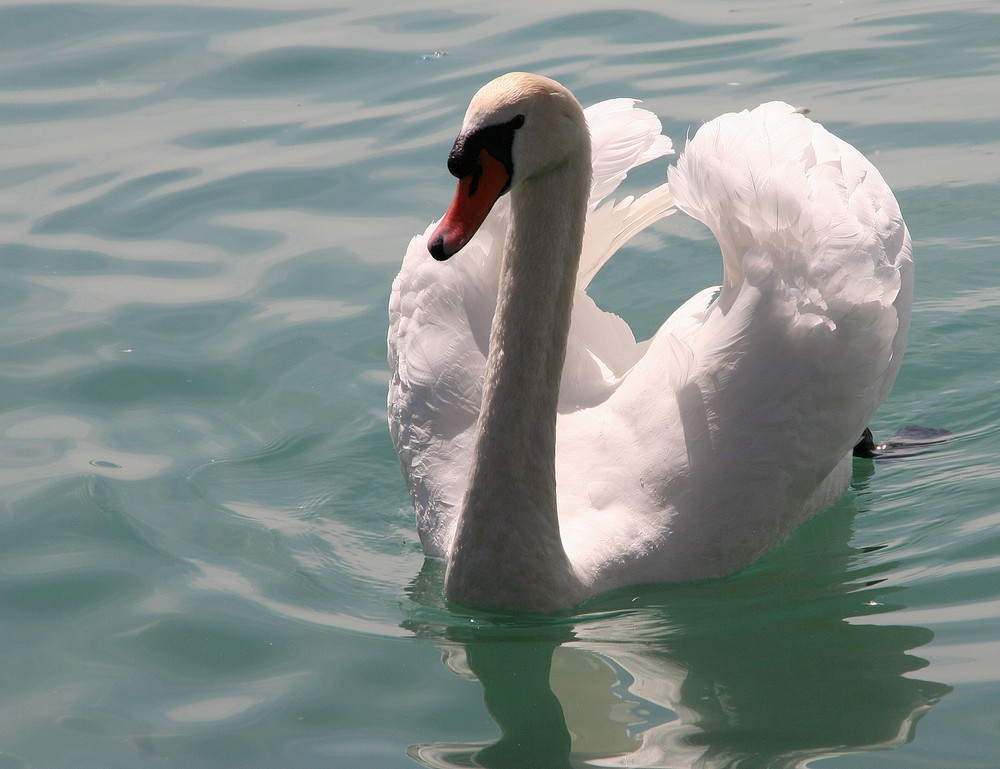 Der Schwan posiert für die Kamera