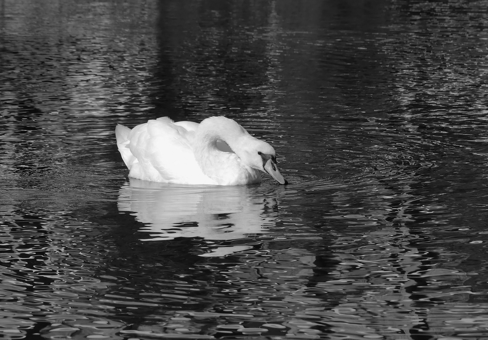 Der Schwan putzte ausgiebig sein Gefieder