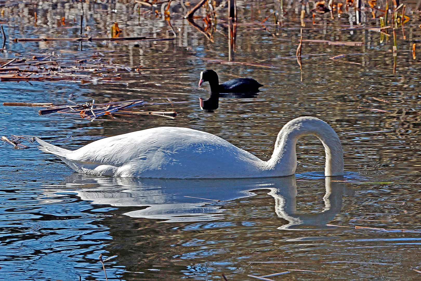 Der Schwan sieht was, was ...