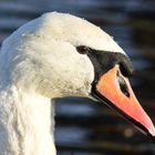 Der Schwan - The swan