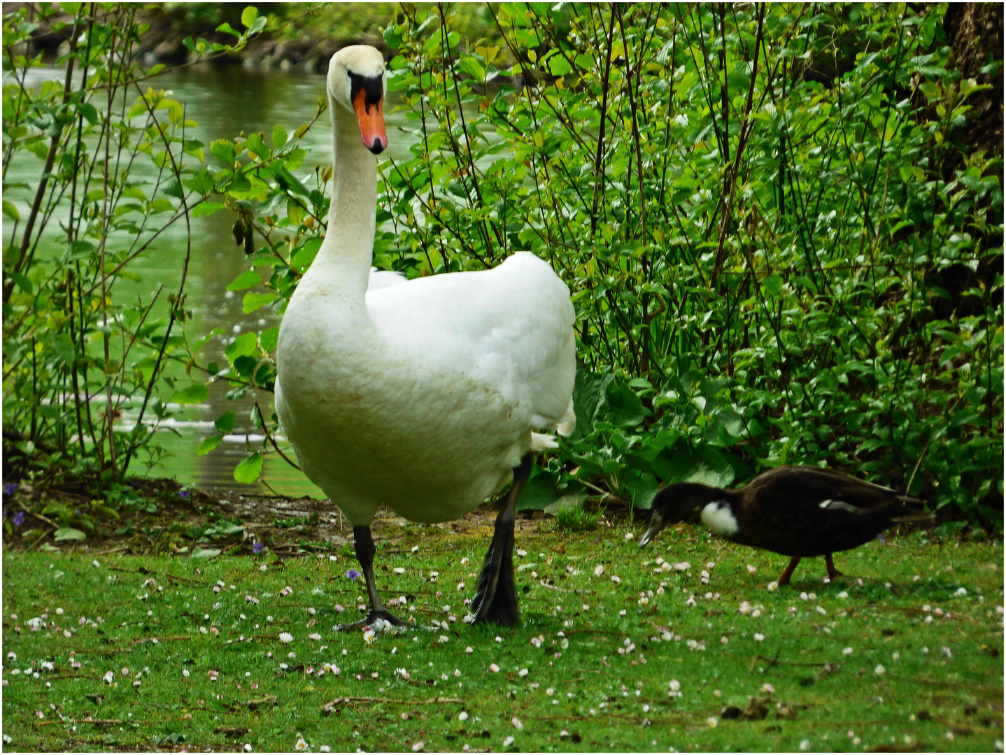 Der Schwan und das Blässhuhn