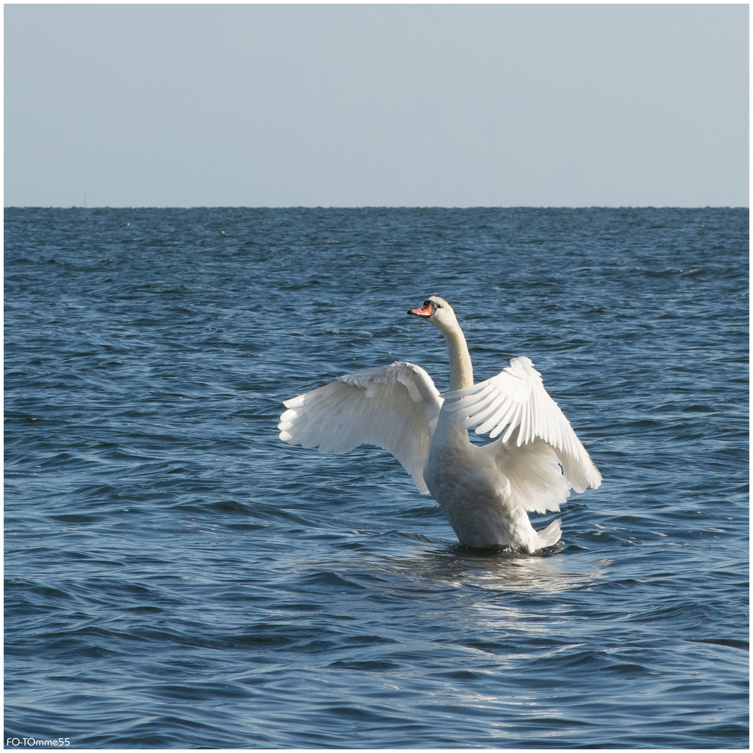 Der Schwan und das Meer (1)