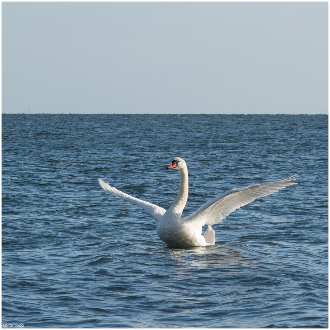 Der Schwan und das Meer (2)