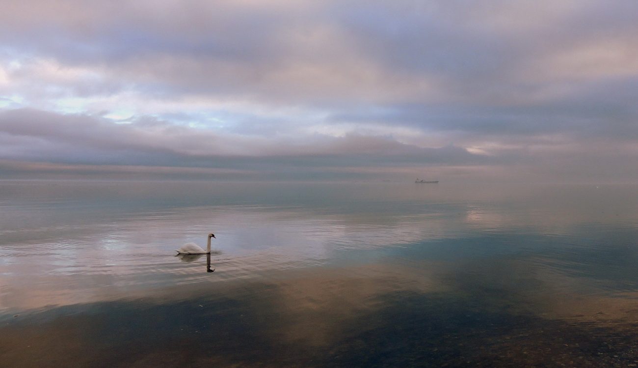 Der Schwan und das Meer