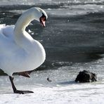 * Der Schwan und das tote Blässhuhn *