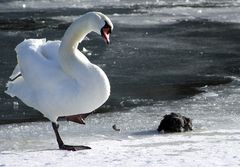 * Der Schwan und das tote Blässhuhn *