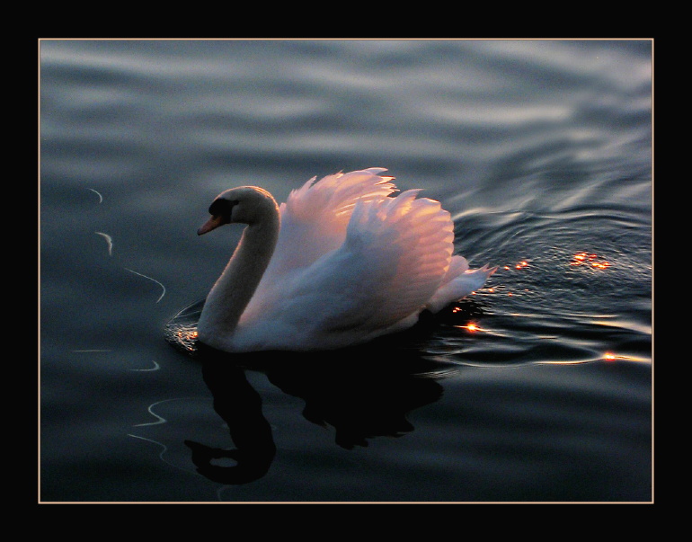 der Schwan und die beiden Schwestern...