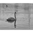 DER SCHWAN UND DIE ENTE