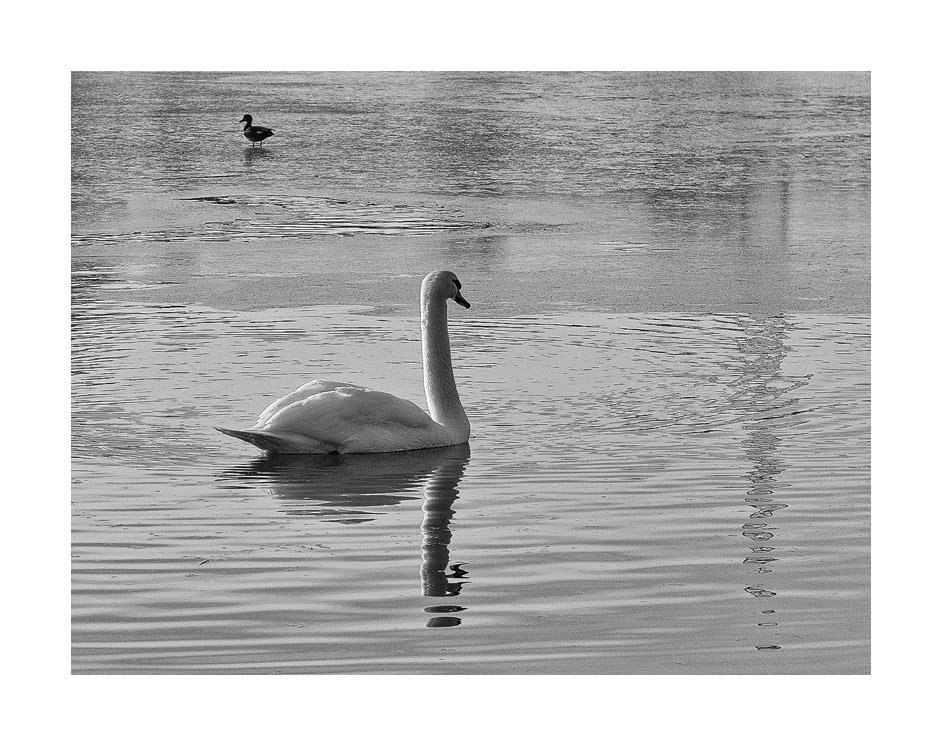 DER SCHWAN UND DIE ENTE