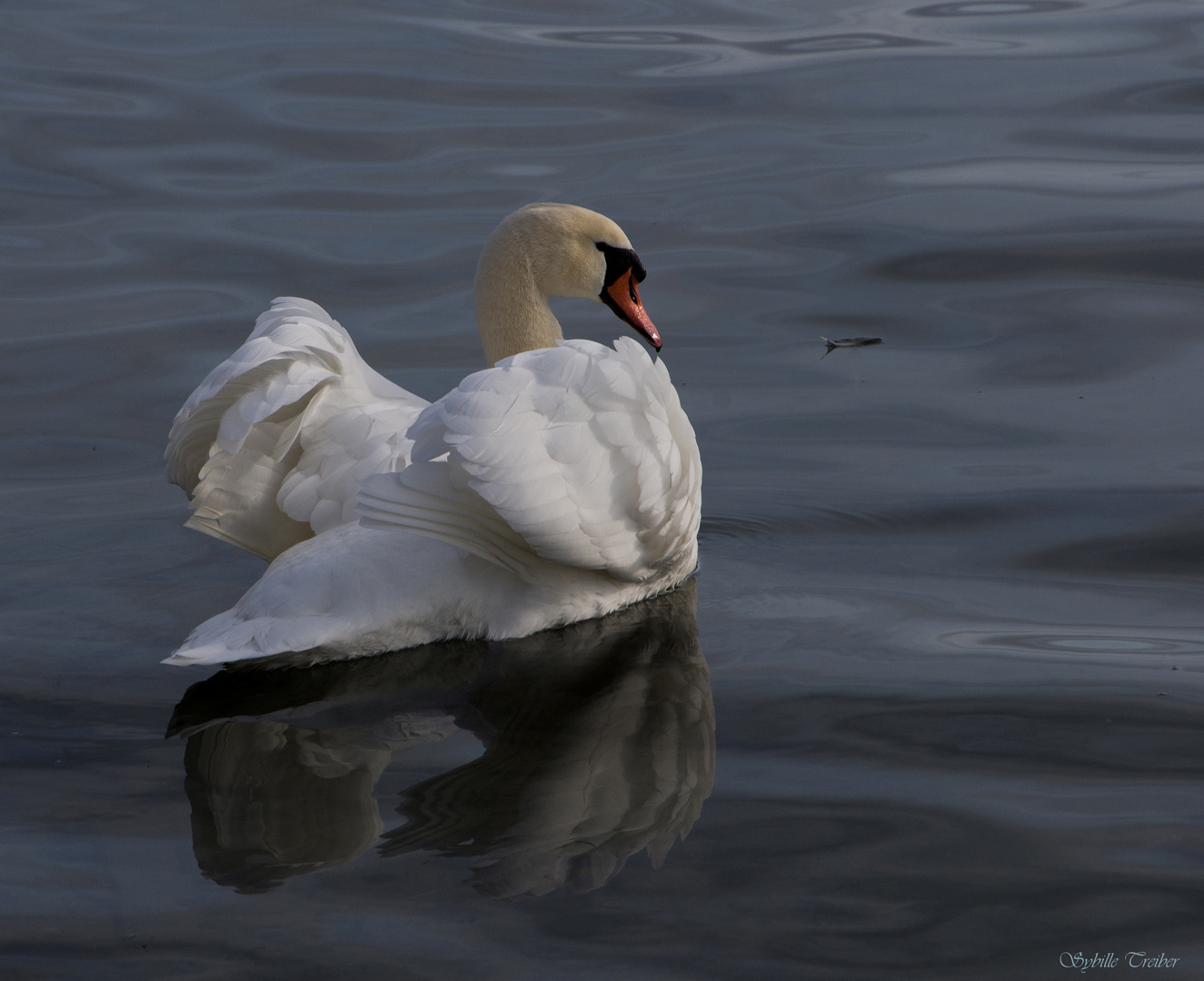 Der Schwan und die Feder