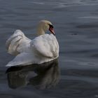 Der Schwan und die Feder