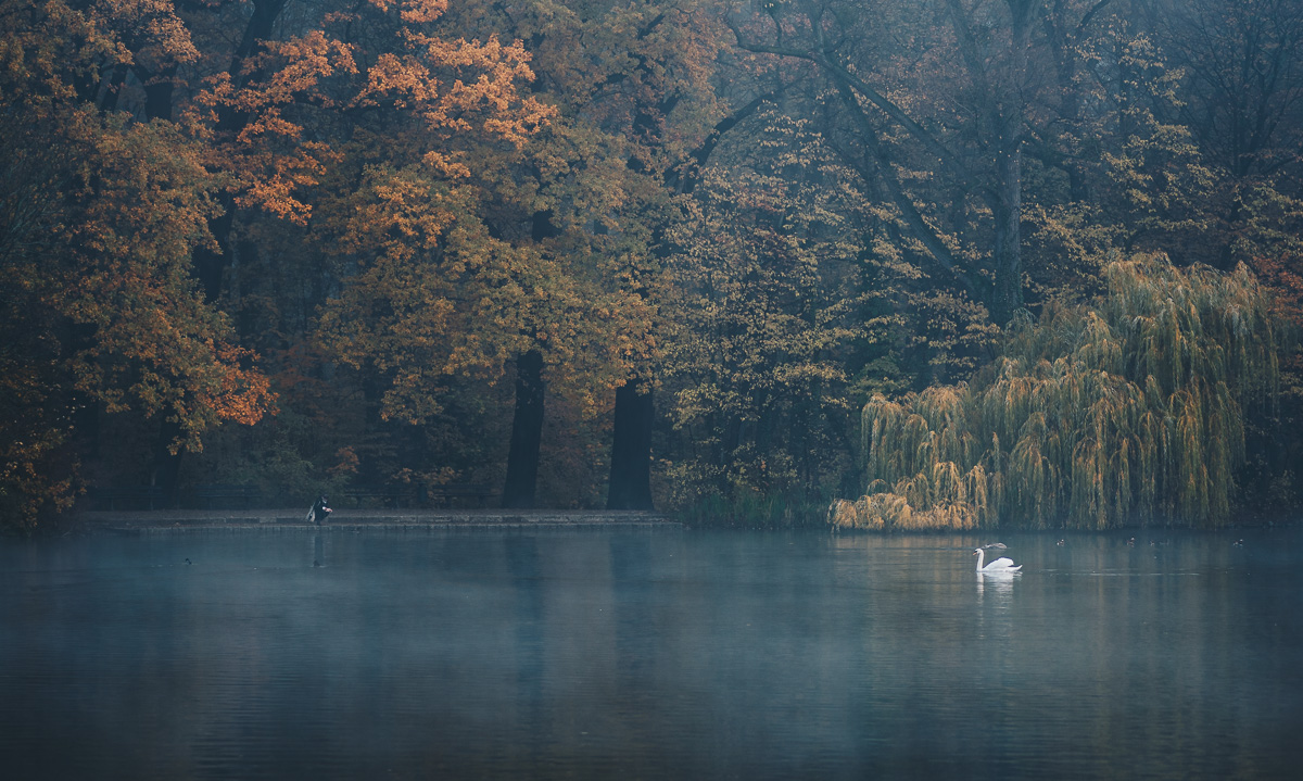 Der Schwan und die Fotografin