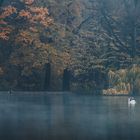 Der Schwan und die Fotografin