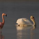 Der Schwan und sein Flamingo