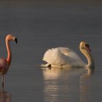 Der Schwan und sein Flamingo