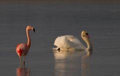 Der Schwan und sein Flamingo