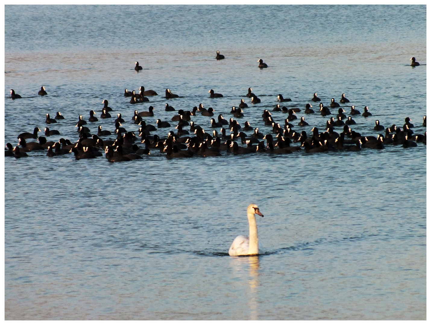 Der Schwan und sein Gefolge