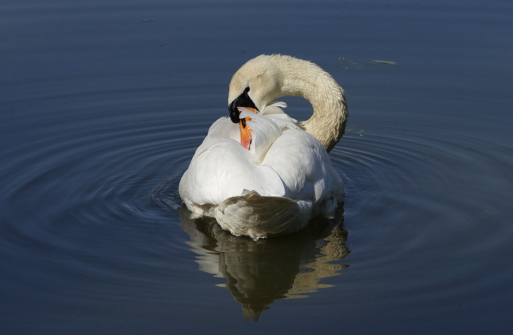 ...der Schwan und sein See