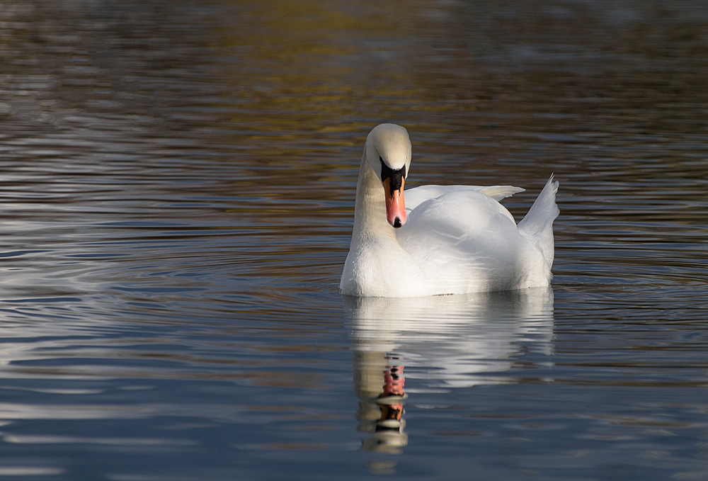 Der Schwan und sein Spiegelbild...