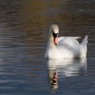 Der Schwan und sein Spiegelbild...