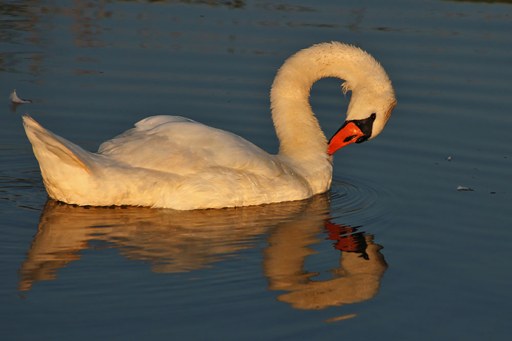 Der Schwan und sein Spiegelbild