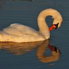 Der Schwan und sein Spiegelbild