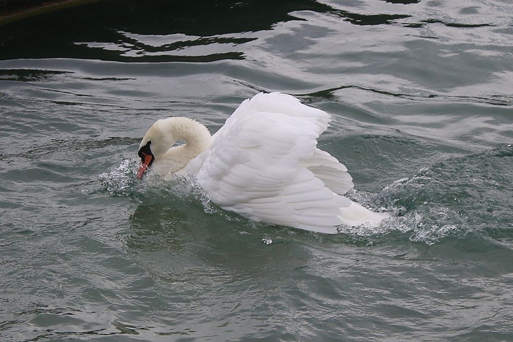 Der Schwan verteidigt sein Revir