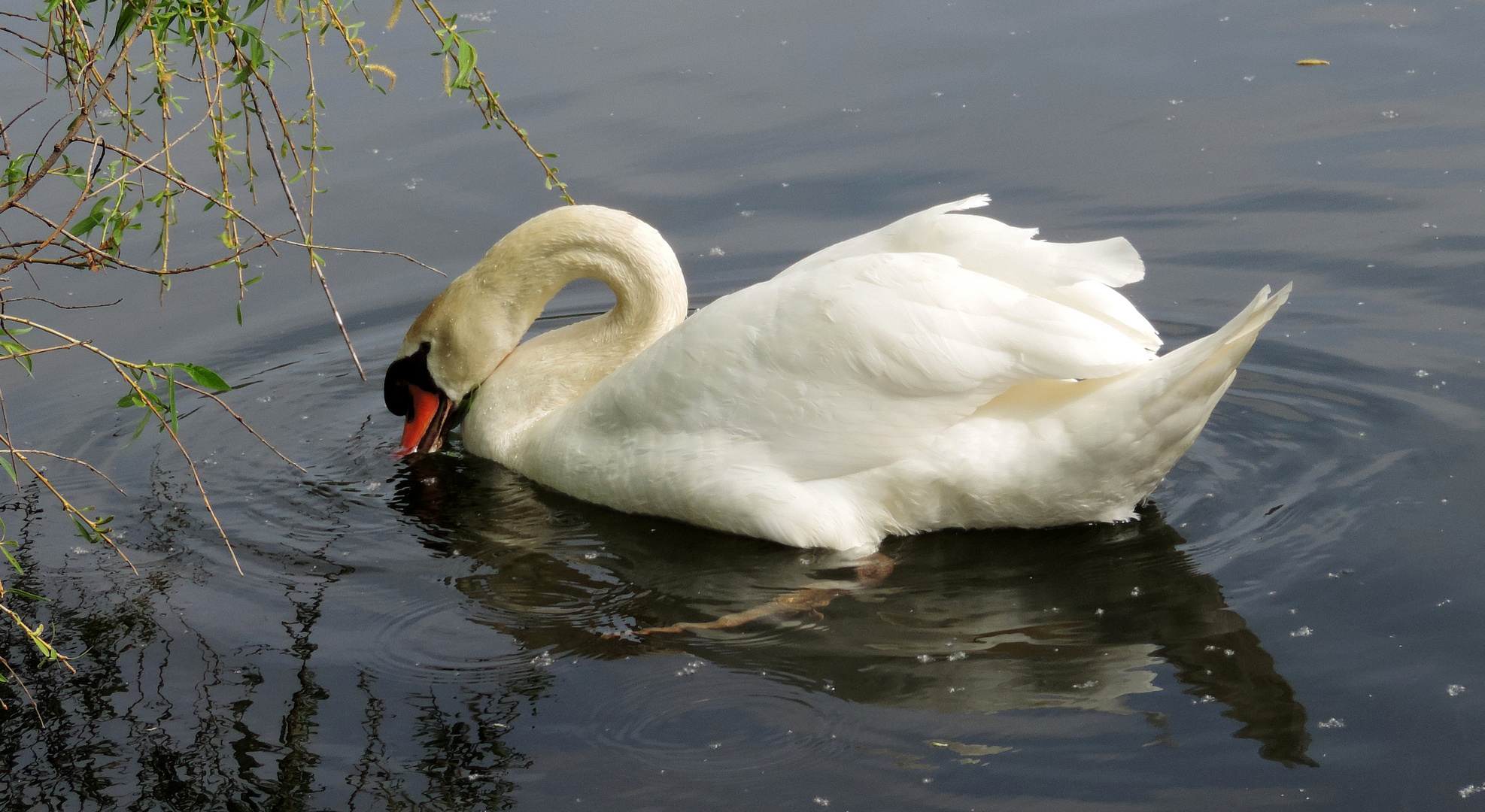 #...Der Schwan vom Berkelsee........#