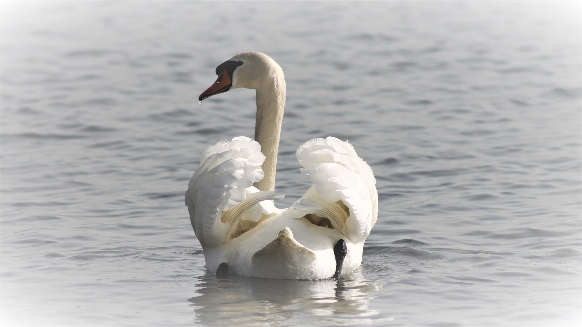 Der Schwan vom Bodensee