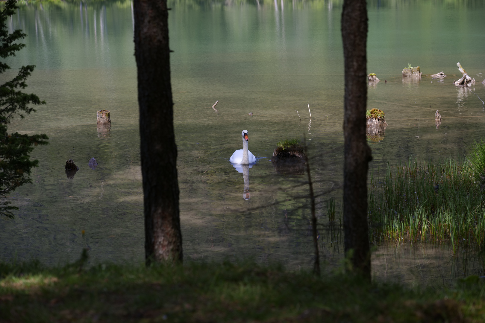 Der Schwan vom Fernsteinsee