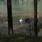 Der Schwan vom Fernsteinsee