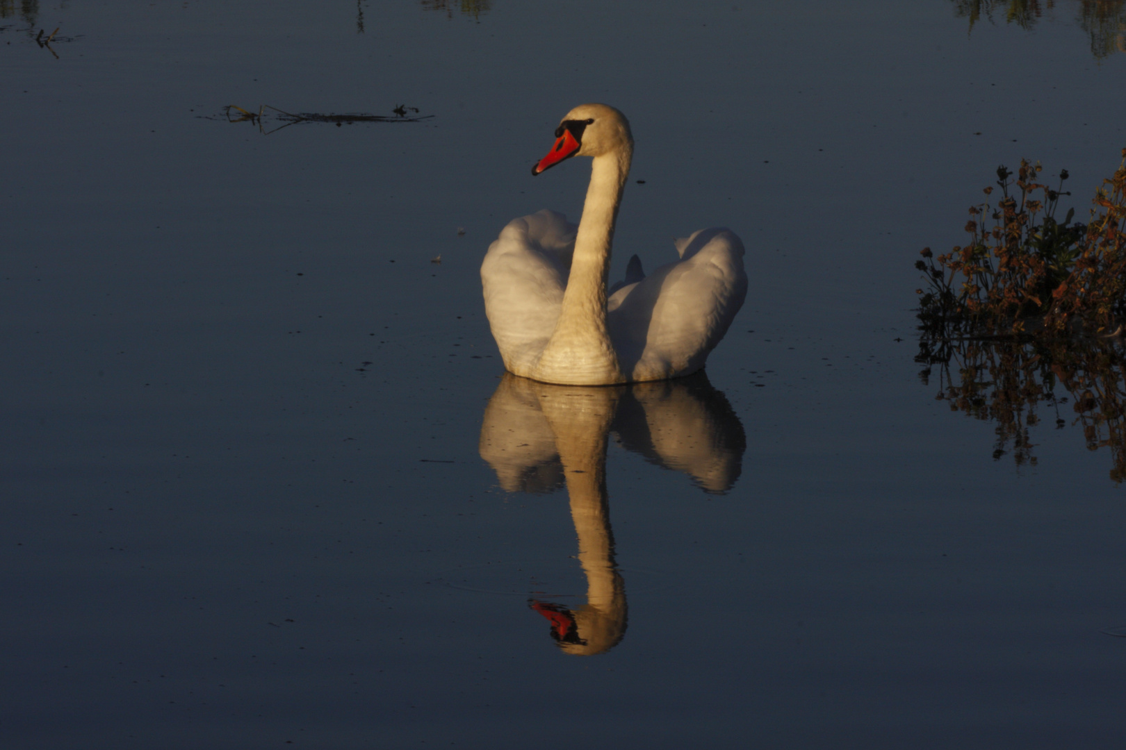 Der Schwan vom Hornborgasön Höckerschwan (Cygnus olor ad)