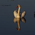 Der Schwan vom Hornborgasön Höckerschwan (Cygnus olor ad)