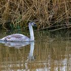 Der Schwan vom letzten Jahr