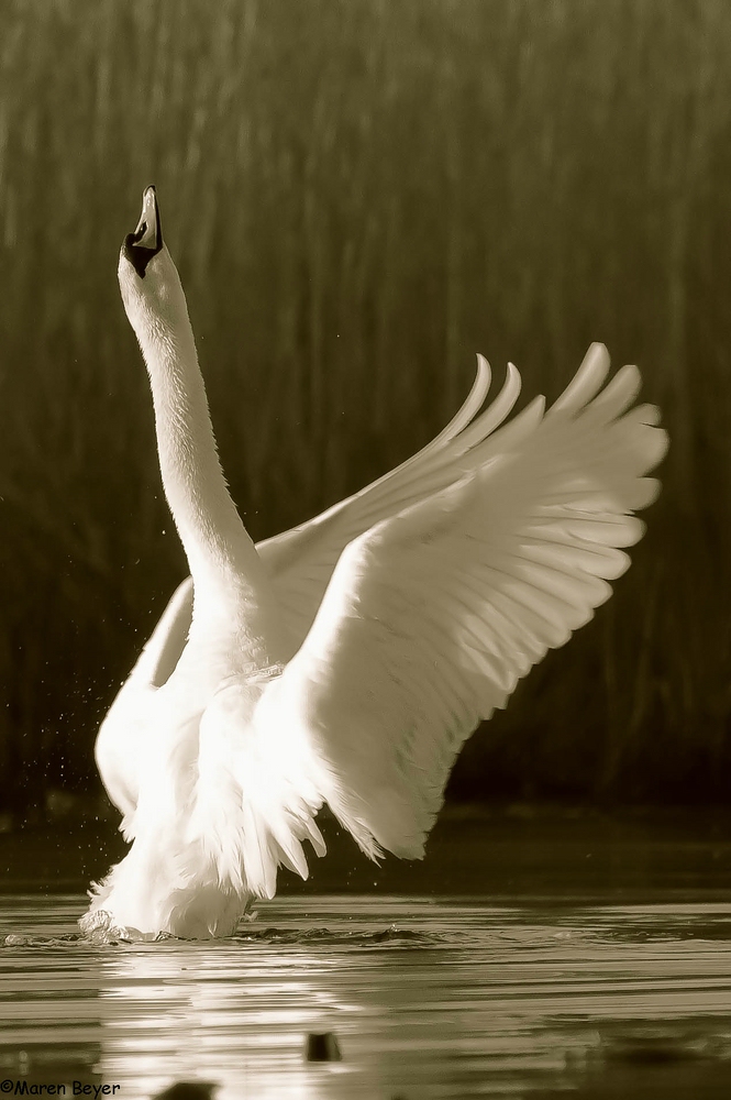 Der Schwan vom Schiffsfriedhof