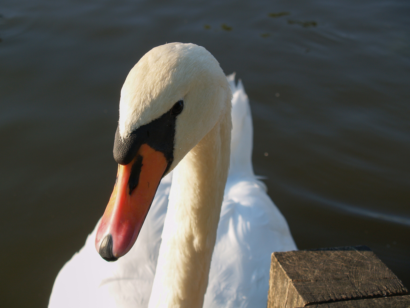 Der Schwan vom Teich