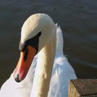 Der Schwan vom Teich