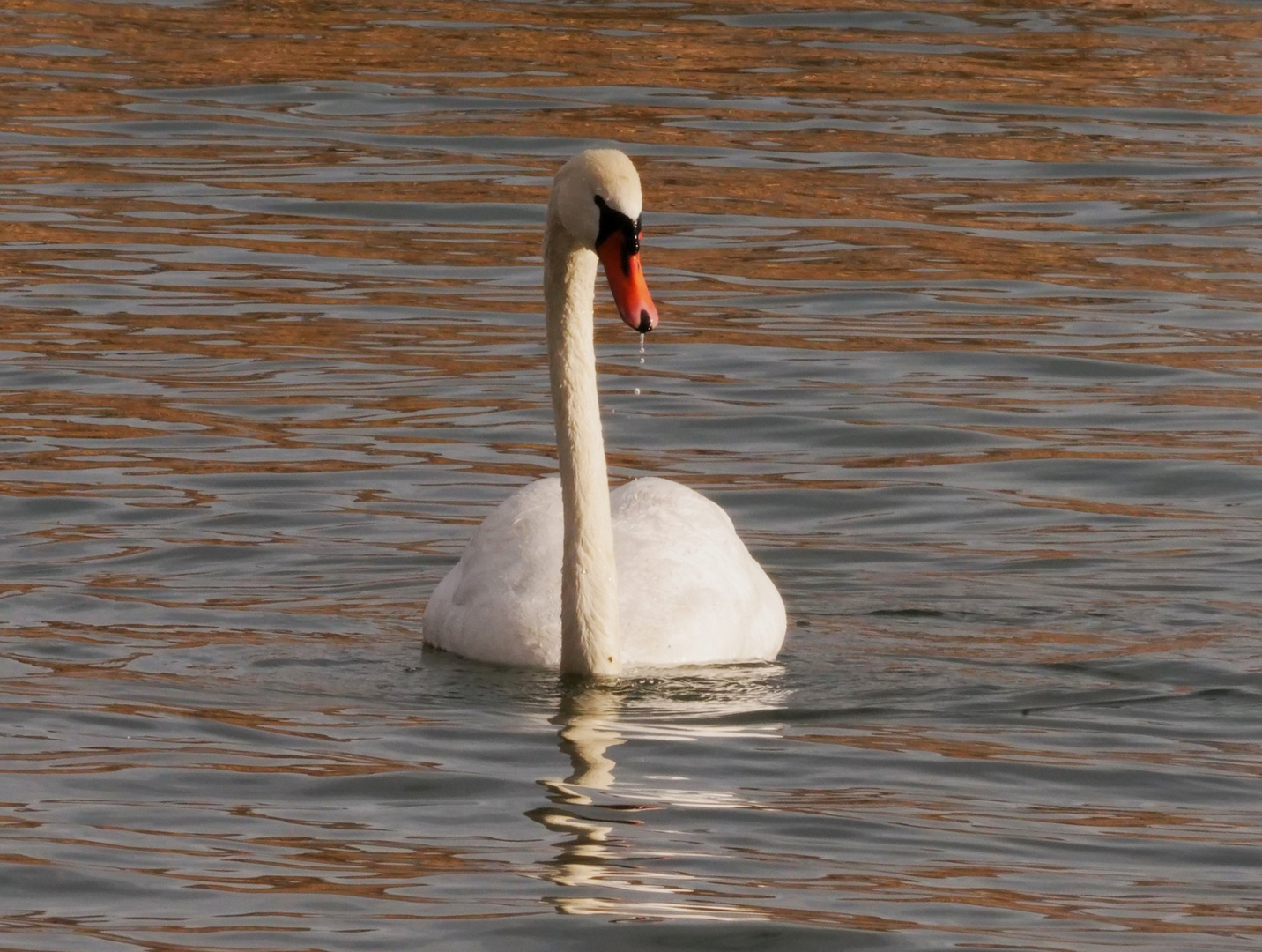 Der Schwan vom Zürichsee .