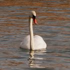 Der Schwan vom Zürichsee .