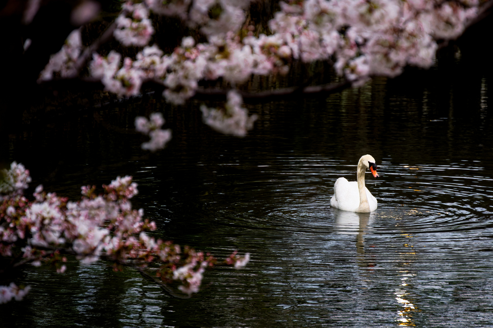 Der Schwan von Kurashiki