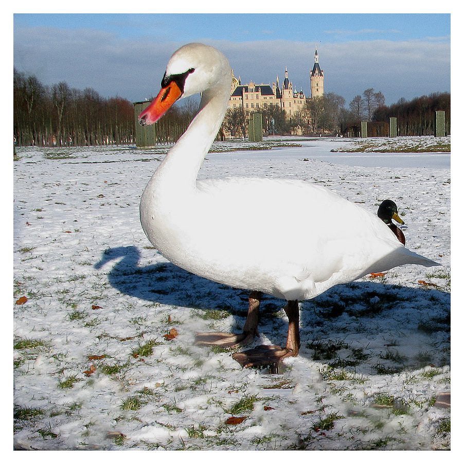 Der Schwan von Schwerin