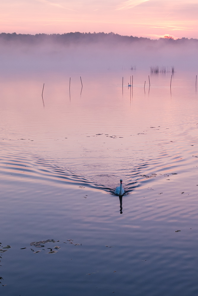 Der Schwan von Tuonela #2