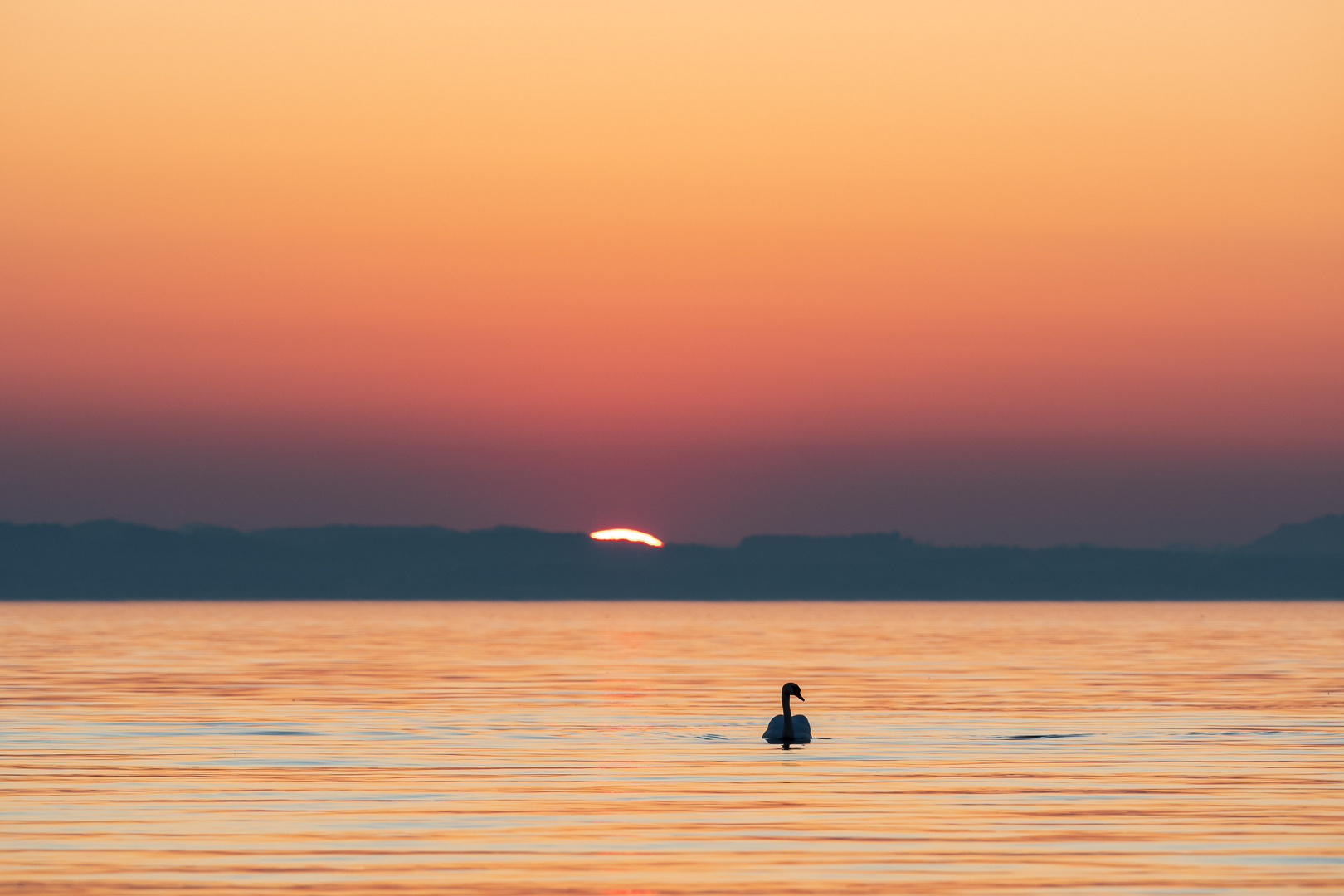 Der Schwan vor der untergehenden Sonne