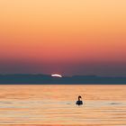 Der Schwan vor der untergehenden Sonne