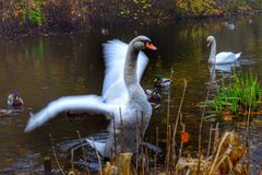 Der Schwan Werner beim Flügel schlagen gut erwischt